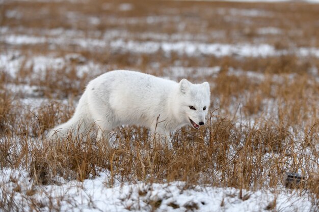 Zorro ártico en invierno en la tundra siberiana