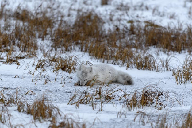 Zorro ártico en invierno en la tundra siberiana