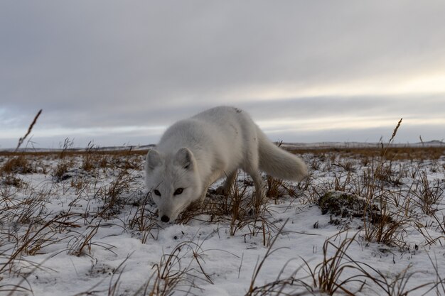 Zorro ártico en invierno en la tundra siberiana