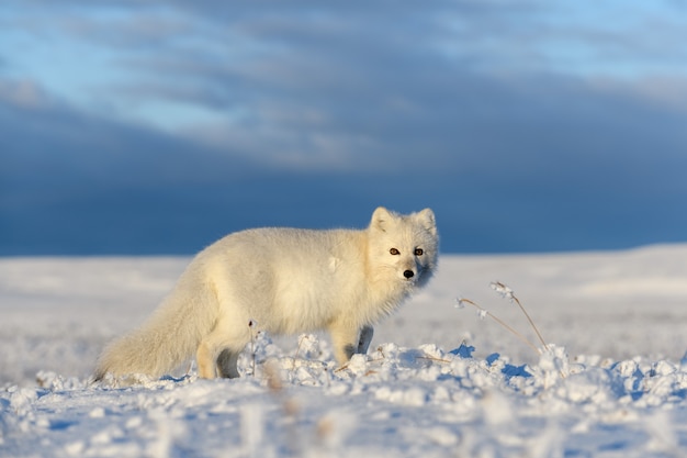 Zorro ártico en invierno en la tundra siberiana