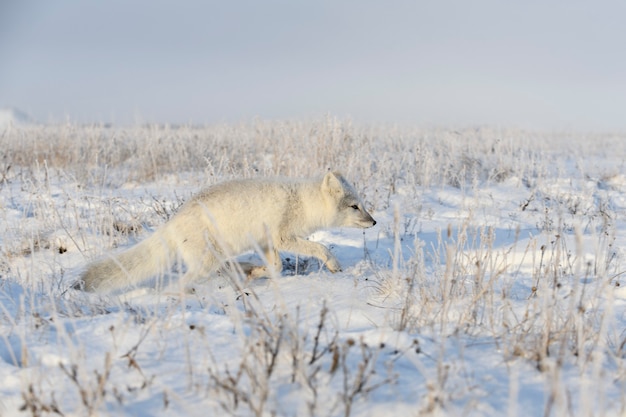 Zorro ártico en invierno en la tundra siberiana.