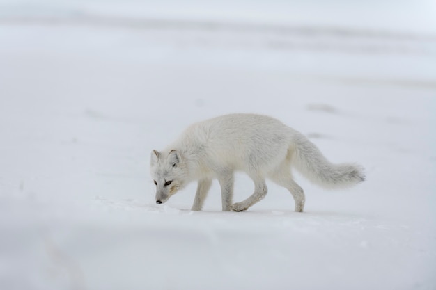 Zorro ártico en invierno en la tundra siberiana