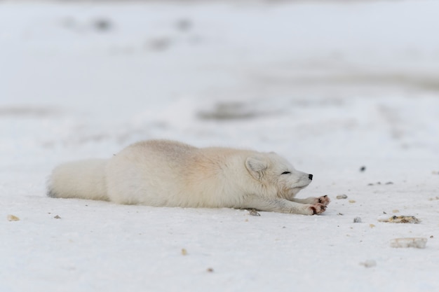 Zorro ártico en invierno en la tundra siberiana