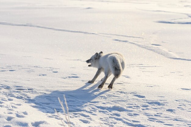 Foto zorro ártico en invierno en la tundra siberiana.