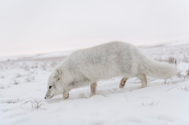 Zorro ártico en invierno en la tundra siberiana