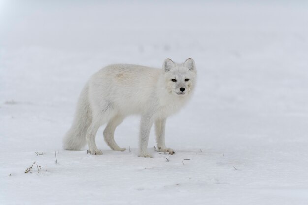 Zorro ártico en invierno en la tundra siberiana