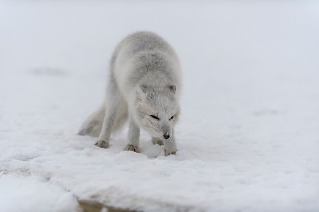 Zorro ártico joven en la tundra de invierno. Cachorro de zorro ártico gris.