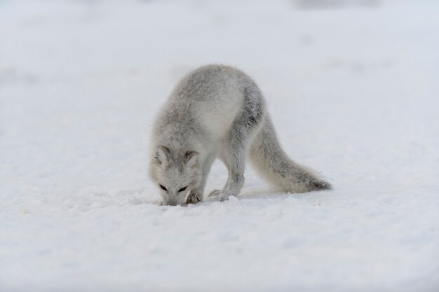 Zorro ártico joven en la tundra de invierno. Cachorro de zorro ártico gris.