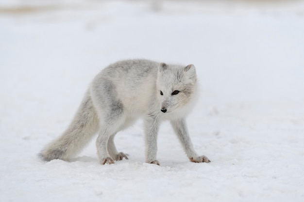 Zorro ártico joven en la tundra de invierno. Cachorro de zorro ártico gris.