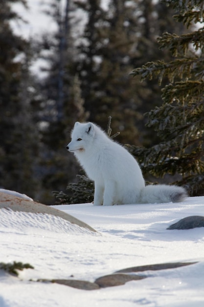 Zorro ártico o Vulpes Lagopus en abrigo de invierno blanco con árboles en el fondo mirando hacia adelante