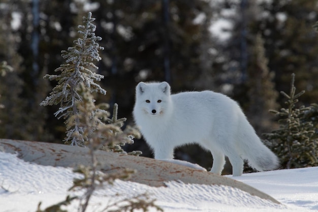 Zorro ártico o Vulpes Lagopus en abrigo de invierno blanco con árboles en el fondo mirando a la cámara