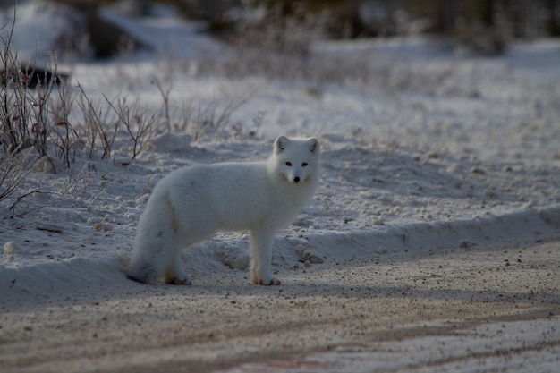 Zorro ártico o Vulpes Lagopus de pie al lado de un camino de grava cerca de Churchill, Manitoba