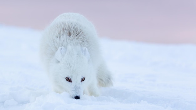 El zorro ártico en pieles de invierno, Vulpes lagopus, Svalbard, Longyearbyen