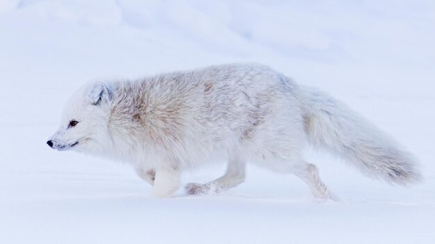 Foto el zorro ártico en pieles de invierno, vulpes lagopus, svalbard, longyearbyen