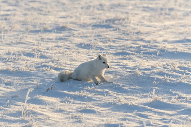 Zorro ártico salvaje acostado en la tundra en invierno Divertido zorro ártico jugando