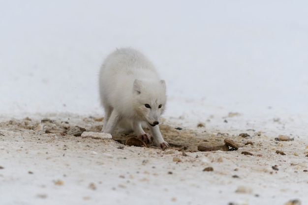 Zorro ártico salvaje cavando nieve en la playa Zorro ártico blanco en busca de comida en la tundra