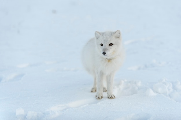 Zorro ártico salvaje con plástico en el cuello en la tundra de invierno Problema ecológico Contaminación plástica