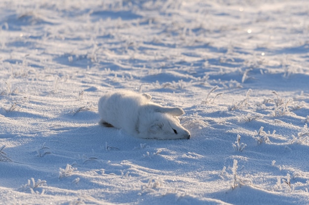 Zorro ártico salvaje en la tundra en invierno. Divertido zorro ártico jugando.