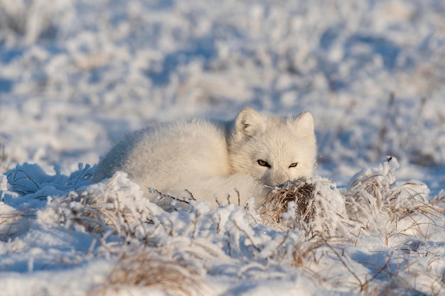 Zorro ártico salvaje en la tundra Zorro ártico acostado Durmiendo en la tundra