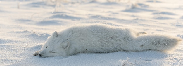 Zorro ártico salvaje Vulpes Lagopus en la tundra en invierno Zorro ártico blanco acostado durmiendo en la tundra