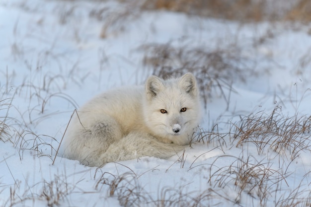 Zorro ártico salvaje (Vulpes Lagopus) en la tundra en invierno. Zorro ártico blanco acostado.