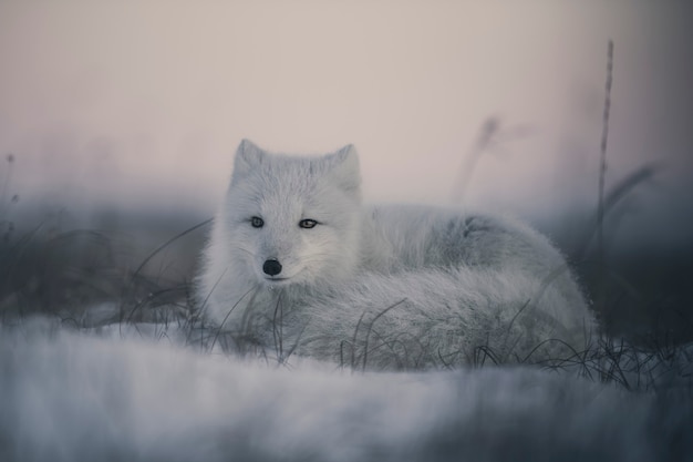 Zorro ártico salvaje (Vulpes Lagopus) en la tundra en invierno. Zorro ártico blanco acostado.