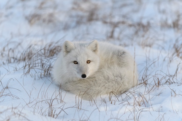 Zorro ártico salvaje (Vulpes Lagopus) en la tundra en invierno. Zorro ártico blanco acostado.