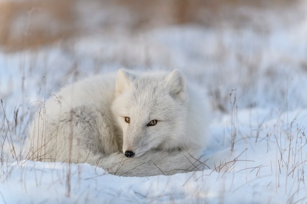 Zorro ártico salvaje (Vulpes Lagopus) en la tundra en invierno. Zorro ártico blanco acostado.