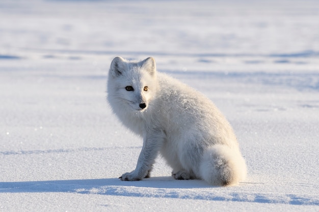 Zorro ártico salvaje (Vulpes Lagopus) en la tundra en invierno. Zorro ártico blanco de cerca.