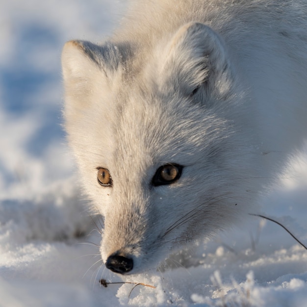 Foto zorro ártico salvaje (vulpes lagopus) en la tundra en invierno. zorro ártico blanco de cerca.