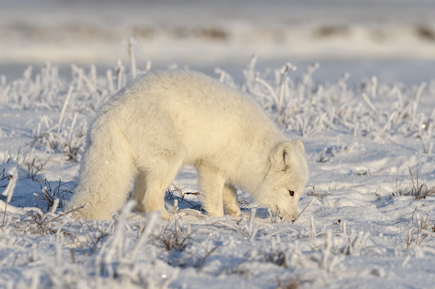 Zorro ártico salvaje (Vulpes Lagopus) en la tundra en invierno. Zorro ártico blanco de cerca.