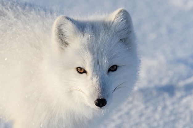 Zorro ártico salvaje (Vulpes Lagopus) en la tundra en invierno. Zorro ártico blanco de cerca.