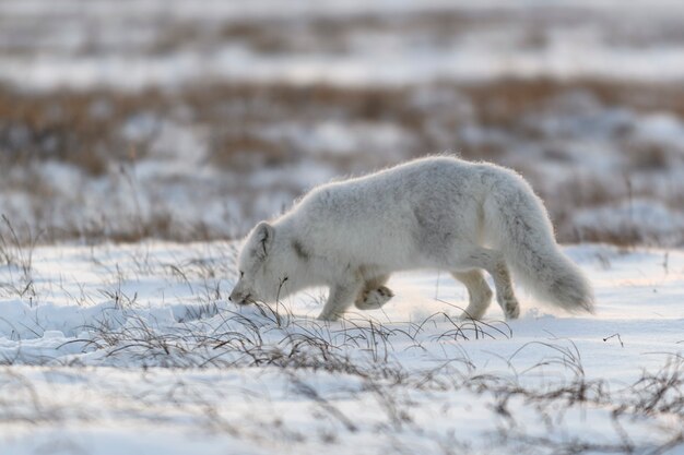Zorro ártico salvaje (Vulpes Lagopus) en la tundra en invierno. Zorro ártico blanco corriendo.