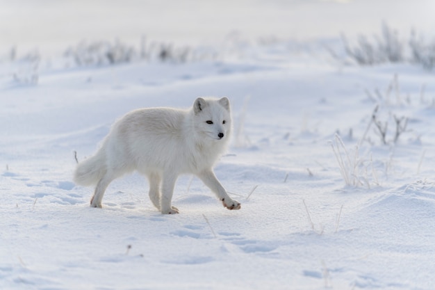 Zorro ártico salvaje (Vulpes Lagopus) en la tundra en invierno. Zorro ártico blanco.