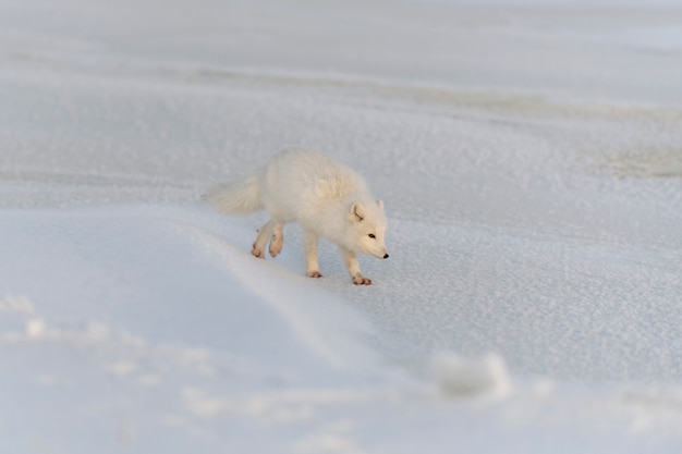 Zorro ártico salvaje (Vulpes Lagopus) en la tundra en invierno. Zorro ártico blanco.