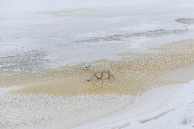 Zorro ártico salvaje (Vulpes Lagopus) en la tundra en invierno. Zorro ártico blanco.