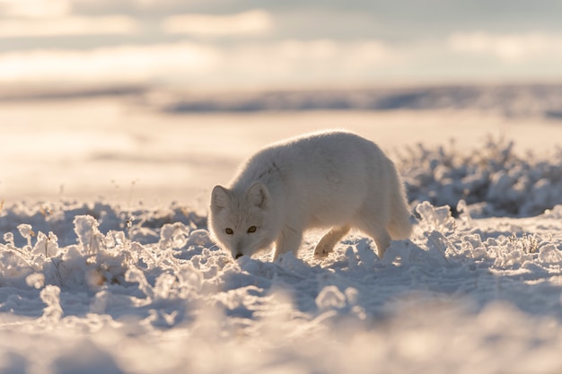 Zorro ártico salvaje (Vulpes Lagopus) en la tundra en invierno. Zorro ártico blanco.