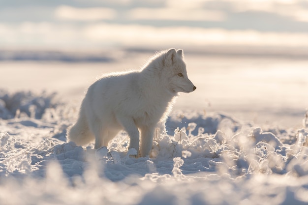 Zorro ártico salvaje (Vulpes Lagopus) en la tundra en invierno. Zorro ártico blanco.