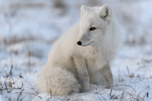 Zorro ártico salvaje (Vulpes Lagopus) en la tundra en invierno. Zorro ártico blanco.