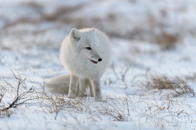 Zorro ártico salvaje (Vulpes Lagopus) en la tundra en invierno. Zorro ártico blanco.