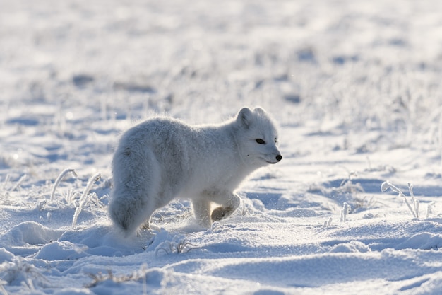 Zorro ártico salvaje (Vulpes Lagopus) en la tundra en invierno. Zorro ártico blanco.