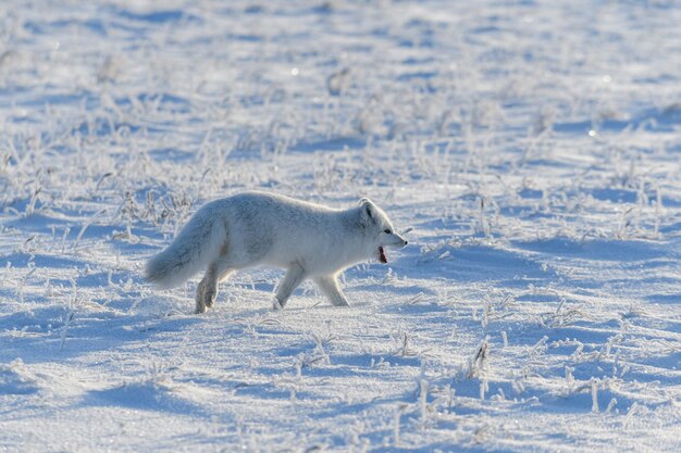 Zorro ártico salvaje Vulpes Lagopus en la tundra en invierno Zorro ártico blanco