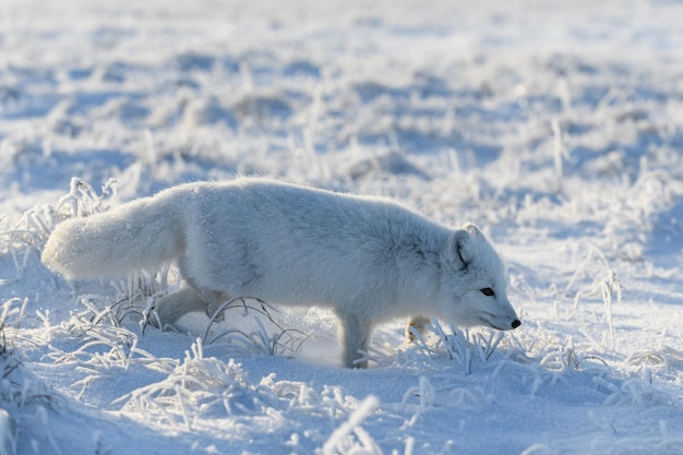 Zorro ártico salvaje Vulpes Lagopus en la tundra en invierno Zorro ártico blanco