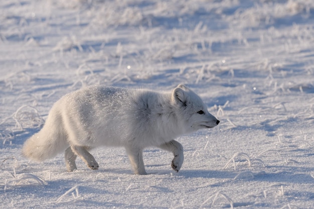 Zorro ártico salvaje Vulpes Lagopus en la tundra en invierno Zorro ártico blanco