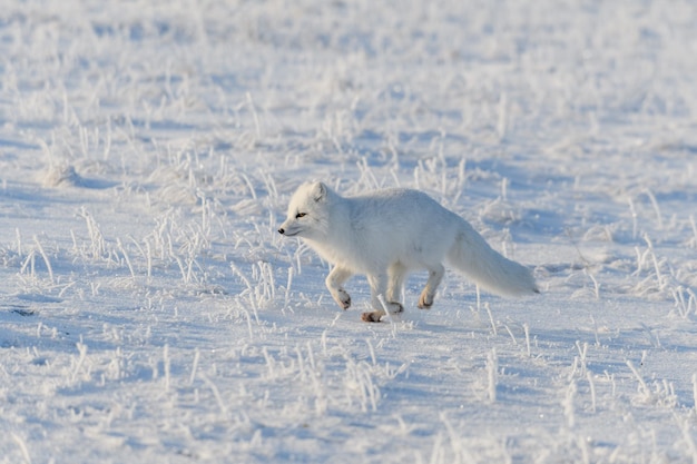 Zorro ártico salvaje Vulpes Lagopus en la tundra en invierno Zorro ártico blanco