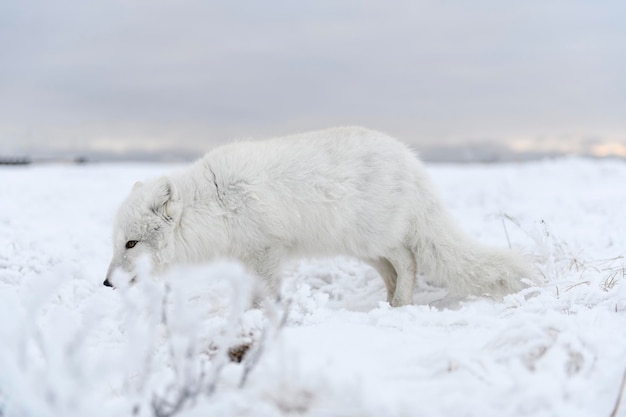 Zorro ártico salvaje Vulpes Lagopus en la tundra en invierno Zorro ártico blanco