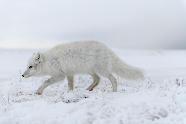 Zorro ártico salvaje Vulpes Lagopus en la tundra en invierno Zorro ártico blanco