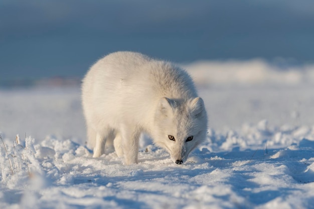 Zorro ártico salvaje Vulpes Lagopus en la tundra en invierno Zorro ártico blanco