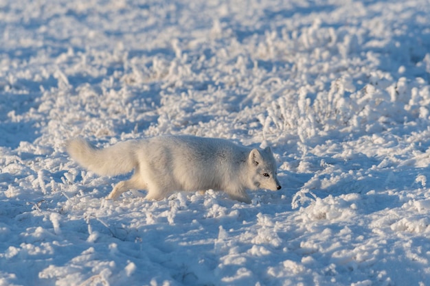 Zorro ártico salvaje Vulpes Lagopus en la tundra en invierno Zorro ártico blanco