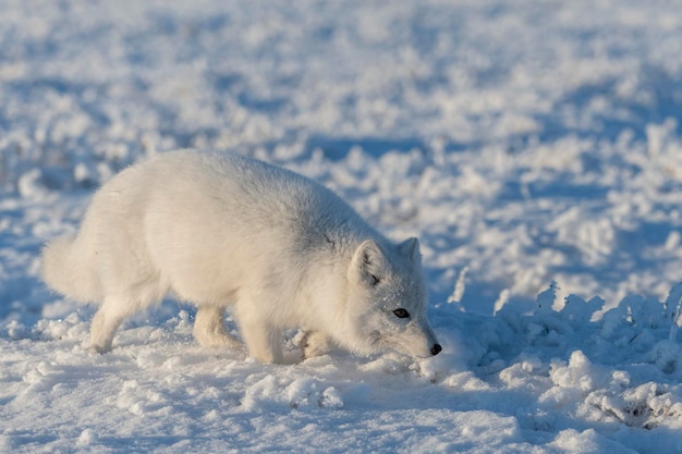 Zorro ártico salvaje Vulpes Lagopus en la tundra en invierno Zorro ártico blanco